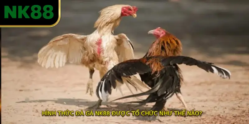 Hình thức đá gà NK88 được tổ chức như thế nào?