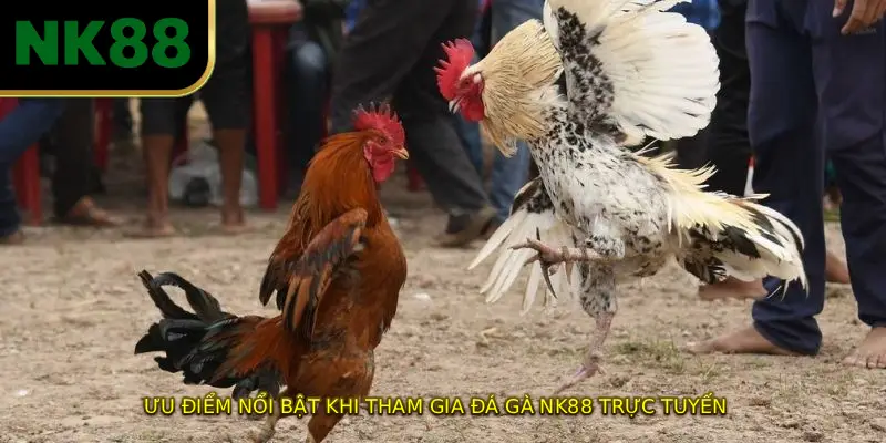 Ưu điểm nổi bật khi tham gia đá gà NK88 trực tuyến