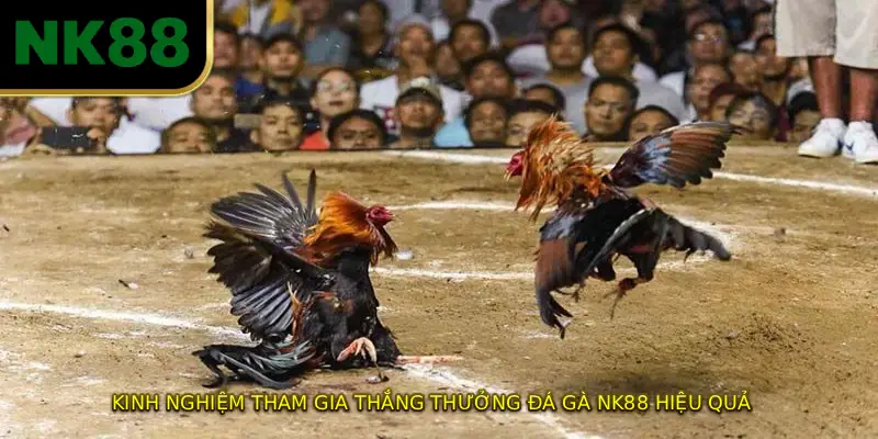 Kinh nghiệm tham gia thắng thưởng đá gà NK88 hiệu quả