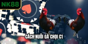Cách Nuôi Gà Chọi C1 Hiệu Quả Giúp Chiến Kê Khỏe Mạnh