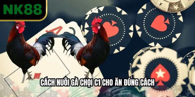 Cách nuôi gà chọi C1 cho ăn đúng cách