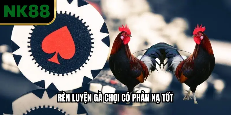 Rèn luyện gà chọi có phản xạ tốt